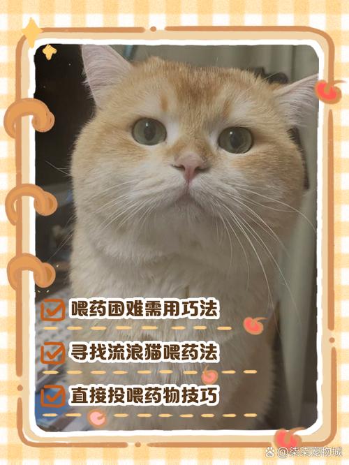 猫咪不吃药怎么才能喂进去