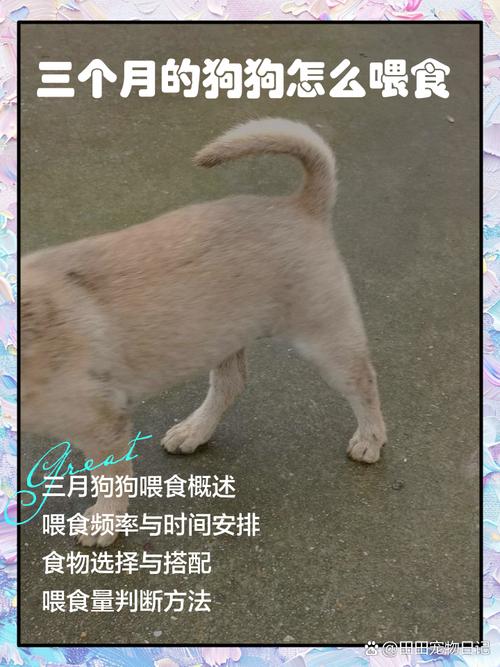 三个月狗狗一天喂几次