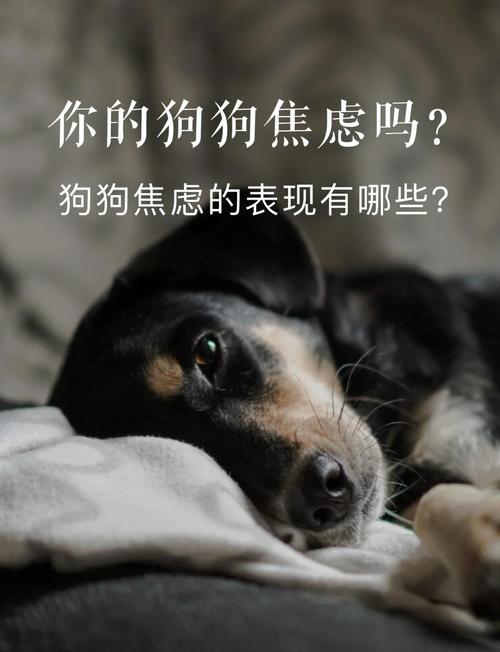狗狗过于依赖主人会得分离焦虑症吗?
