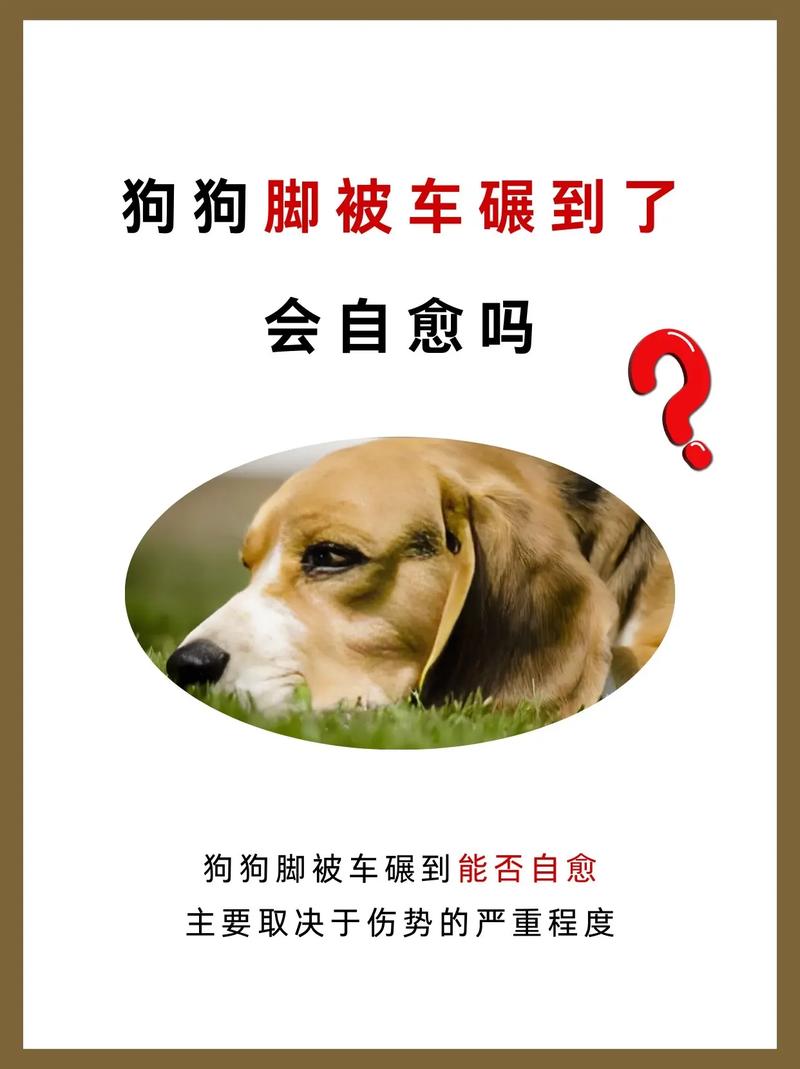 狗狗的腿被车撞了,会自愈吗?