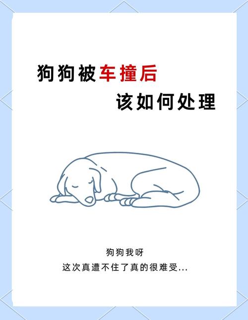 狗狗被车撞了怎么办