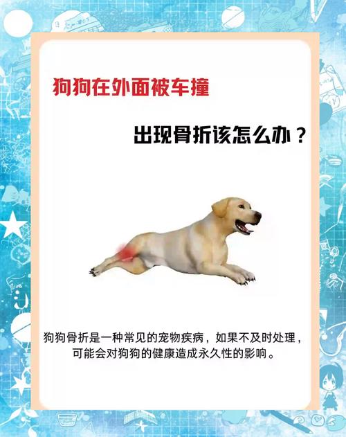 狗狗被车撞伤后该怎么办?