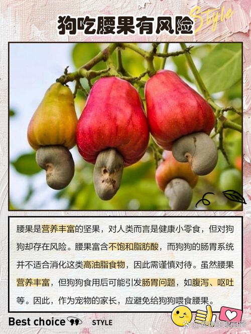 松狮犬适合吃哪些坚果?