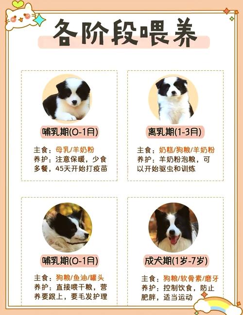 边牧狗狗吃狗粮的量是多少啊?