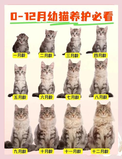 猫咪内驱虫几个月一次