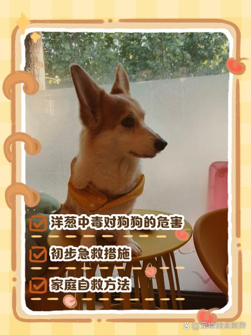 狗狗吃了洋葱怎么办?