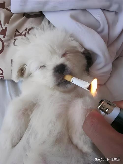 千万不要让狗狗吞食烟头,危害极大,而且确诊困难!