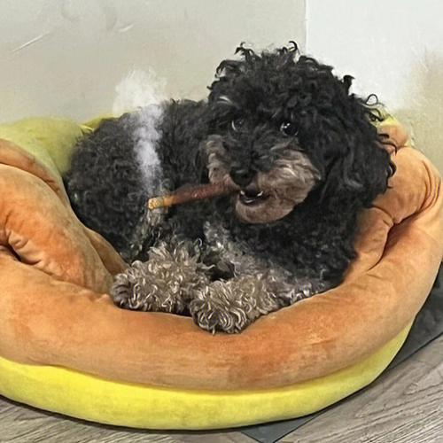 狗狗大狗吃了一个烟头有没有有事?