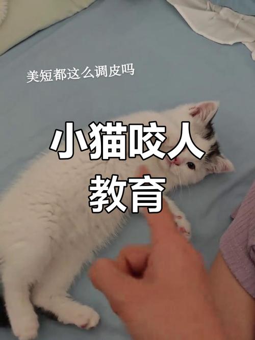 三个月小猫咪总是咬人怎么办