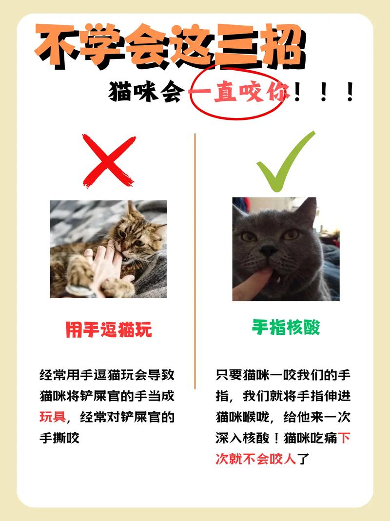 虎斑猫抓人咬人的原因及处理方法