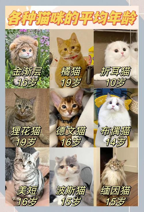 猫多久成年?