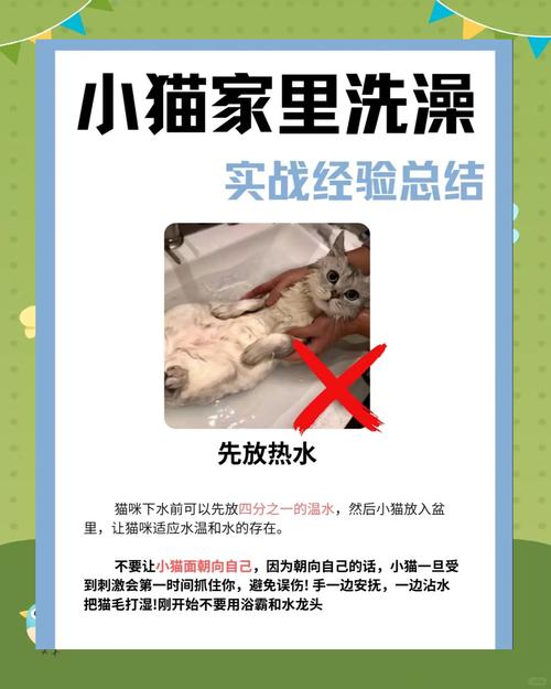 如何给一个月大猫猫洗澡