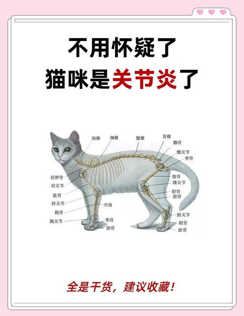 猫软骨病的症状有哪些?