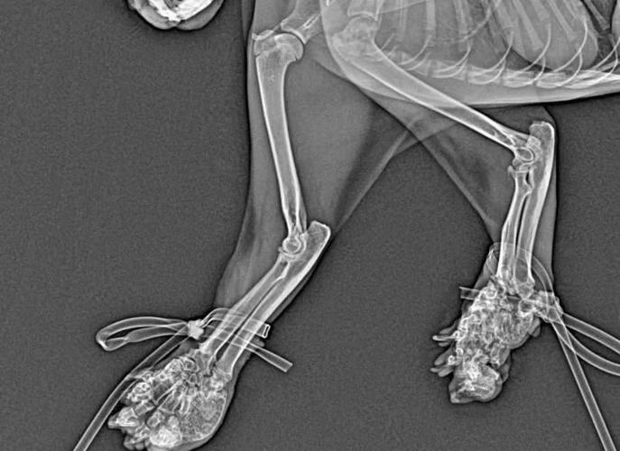 猫咪软骨病有什么症状