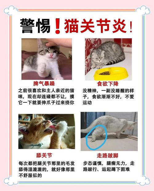 猫咪软骨病前期症状