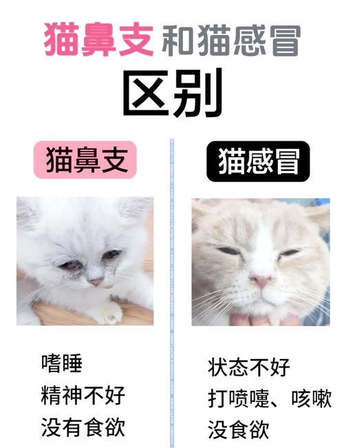 小猫咪感冒了能自愈吗
