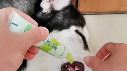 狗狗能吃芥末吗