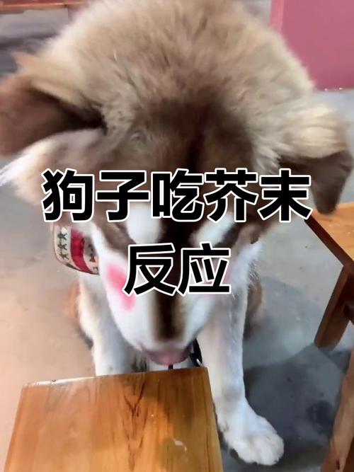 狗吃芥末会怎么样