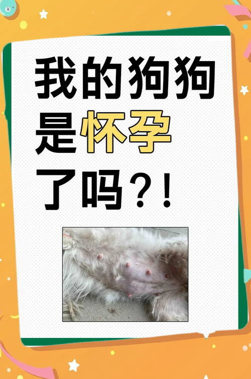 狗狗怀孕了怎么打胎?