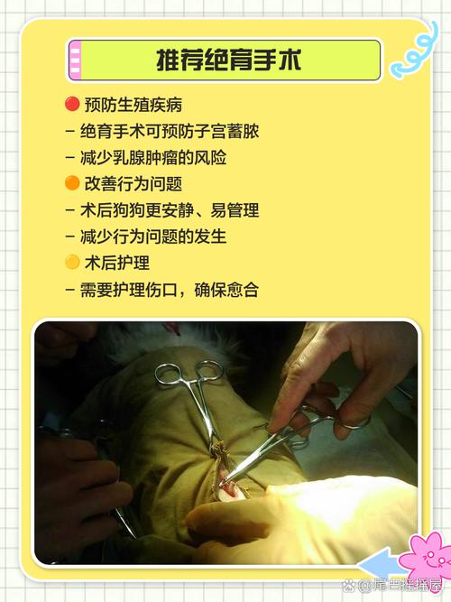 怎么给狗狗堕胎