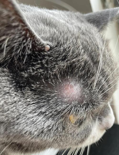 猫打完猫三联疫苗过敏,打了脱敏针后是否等于疫苗白打了?