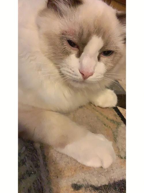 猫咪打疫苗过敏症状