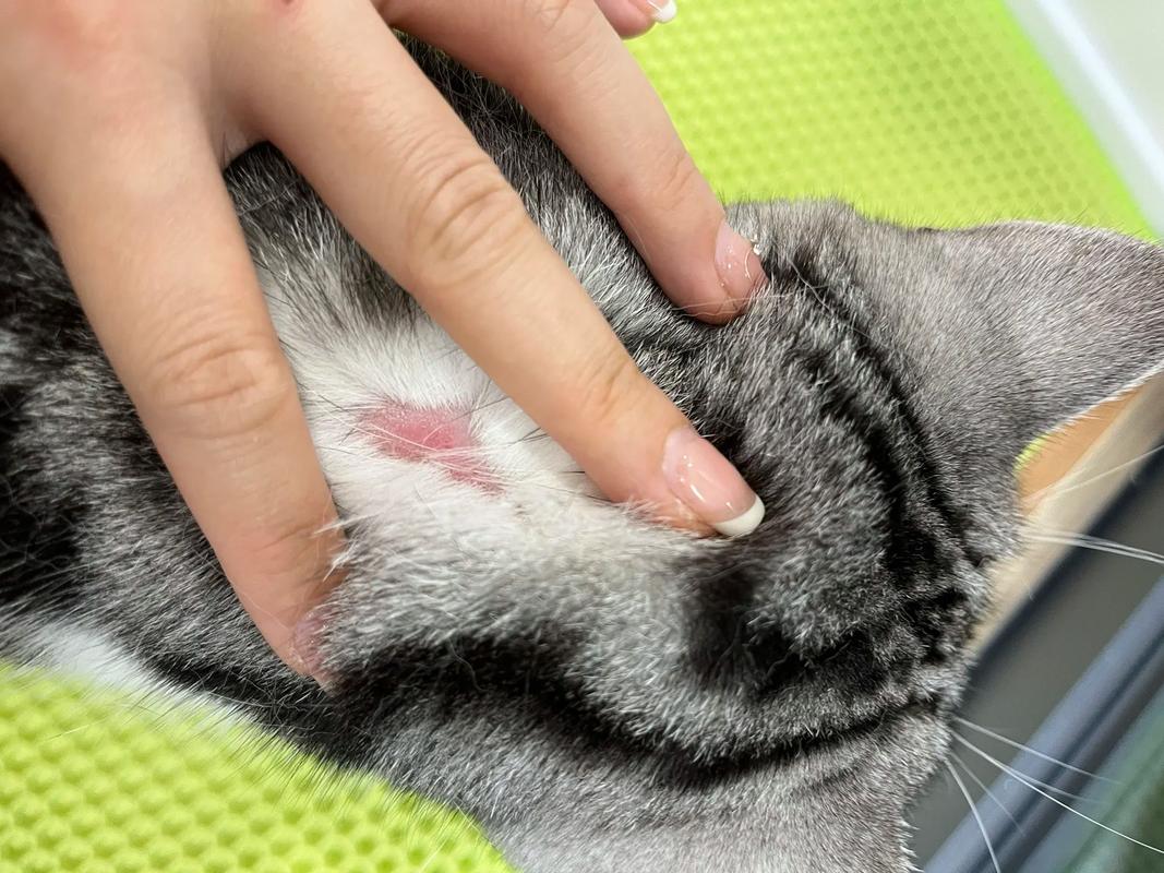 猫咪打了疫苗过敏的症状