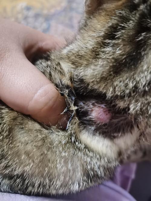 猫打疫苗过敏会怎么样?