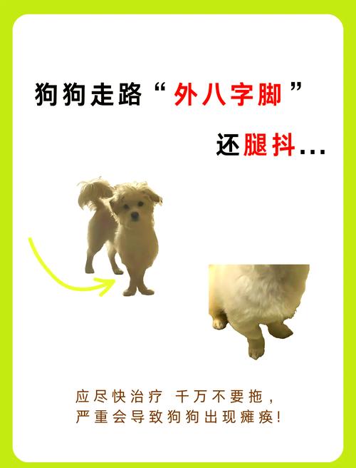 狗狗穿鞋不会走路怎么办?