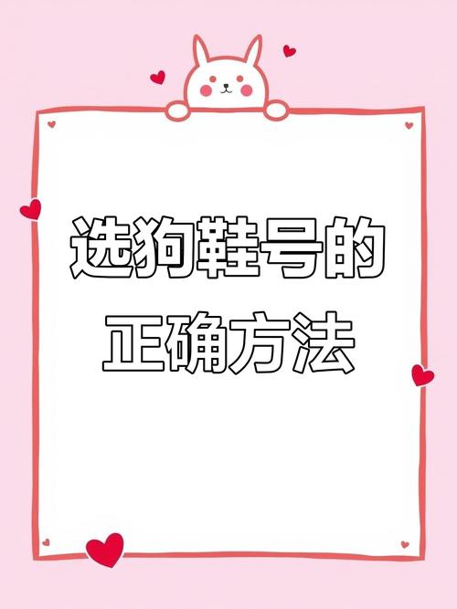 怎么样教泰迪穿鞋子走路?