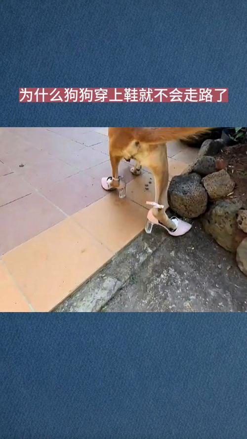 怎么给狗狗穿鞋不掉?