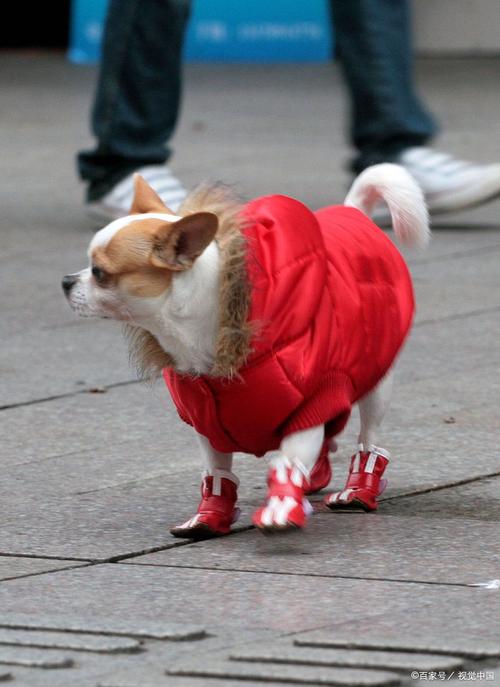 给狗狗穿鞋的正确方法