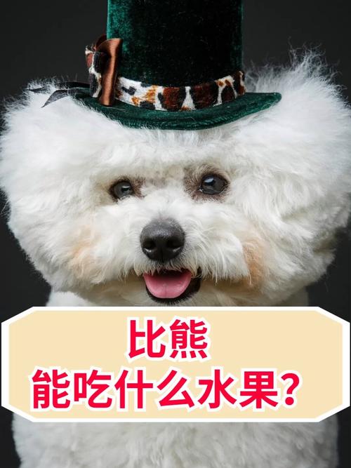 比熊犬吃什么水果好