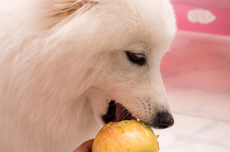 比熊能吃苹果吗