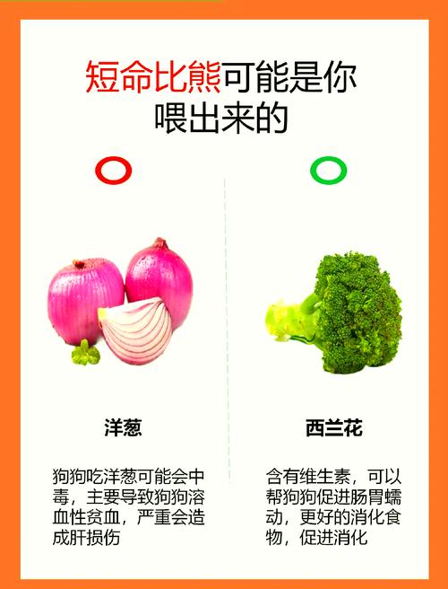 比熊犬吃什么水果