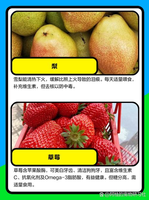 比熊狗狗可以吃苹果吗