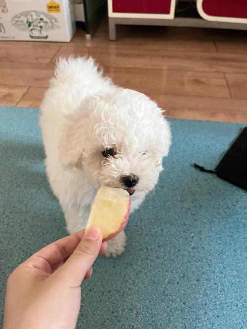 比熊可以吃苹果吗