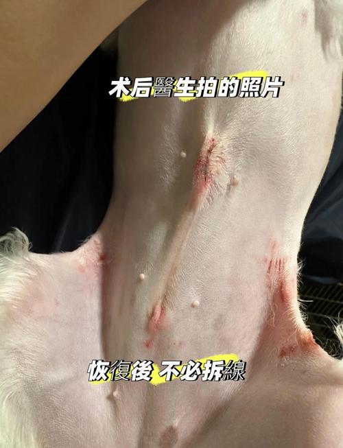 公泰迪狗绝育好不好