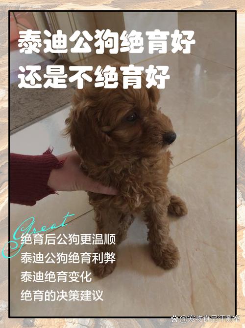 狗狗绝育好不好,有什么坏处?