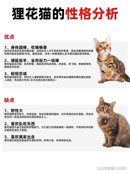 好听的猫咪名字100个母猫