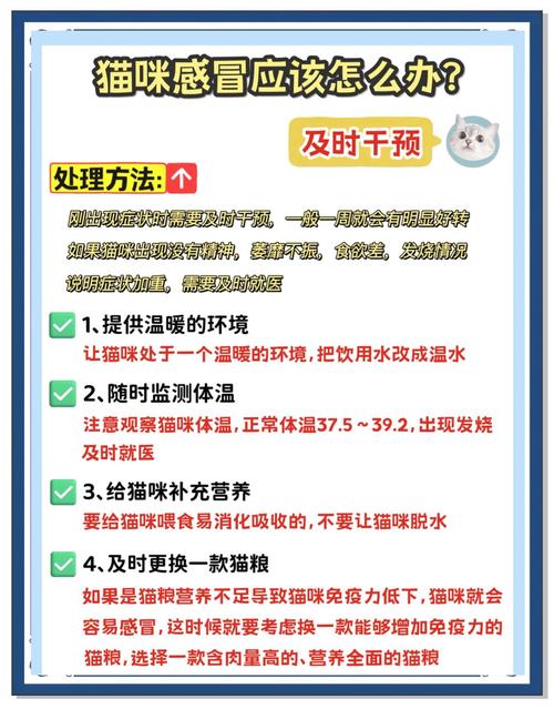 猫咪感冒了,要怎么办好呢?