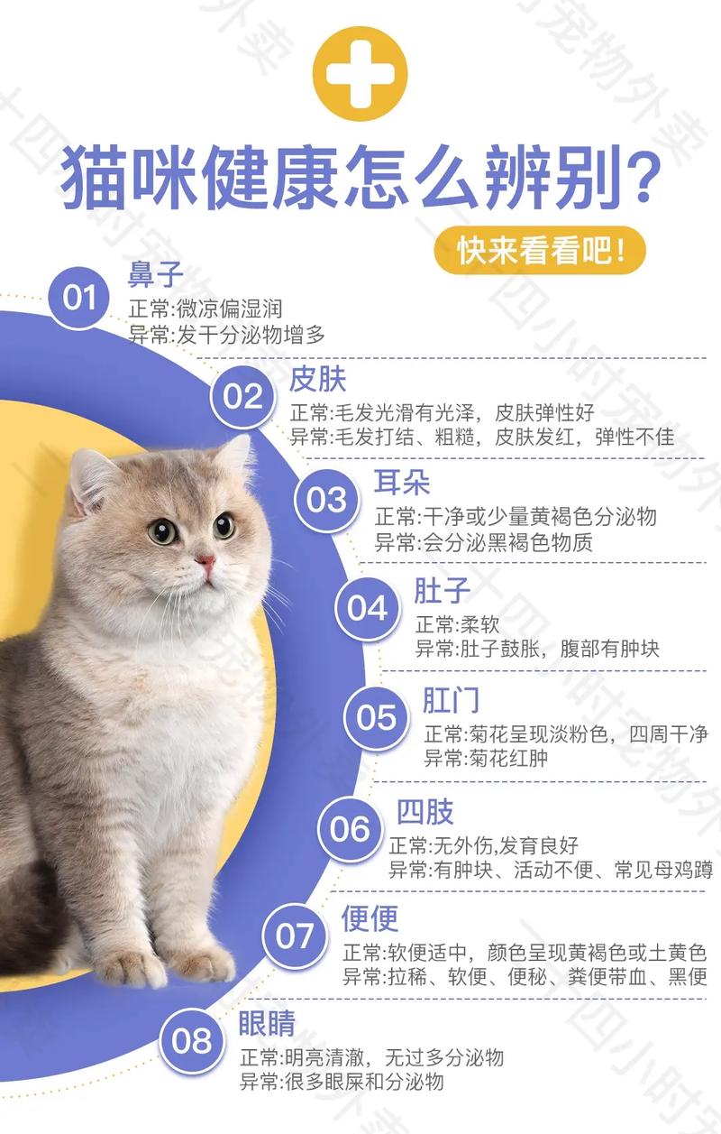 想领养一只猫,如何判断猫咪是否健康呢?