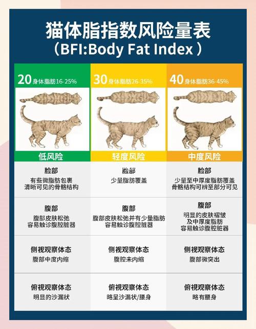 如何判断猫咪是否健康