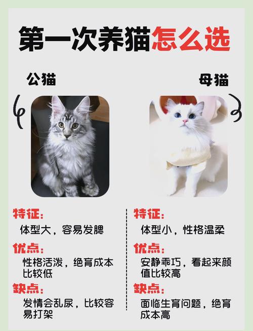 怎样看猫咪是否健康