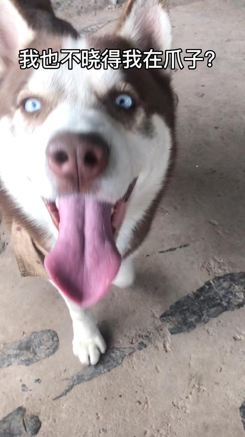 狗狗吃了四季豆