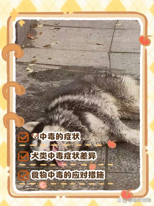 适合狗狗吃的6种蔬菜