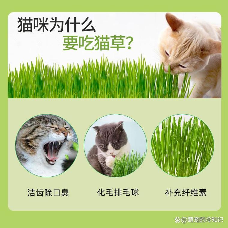 猫多大可以吃猫草?