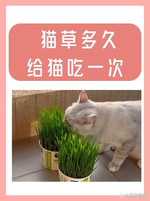 猫草怎么喂猫咪多大可以喂食猫草