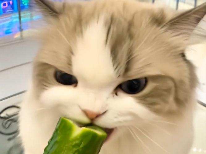 为什么我家猫喜欢吃黄瓜,一次比较多可以吃半跟.