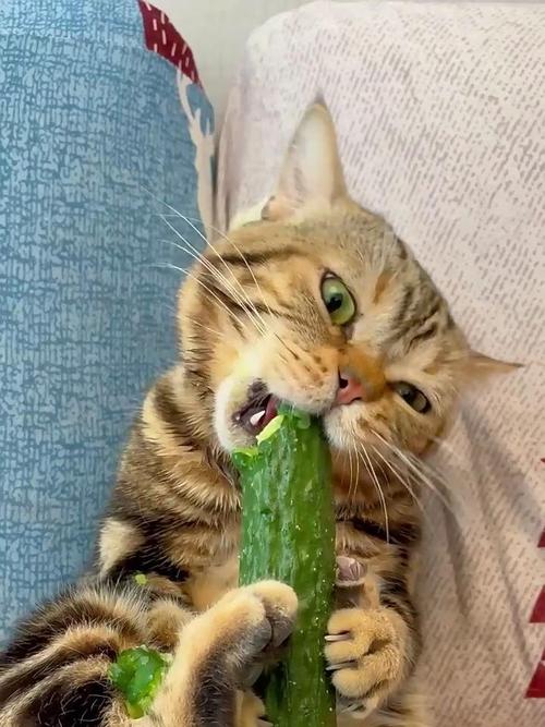 猫咪可以吃黄瓜嘛